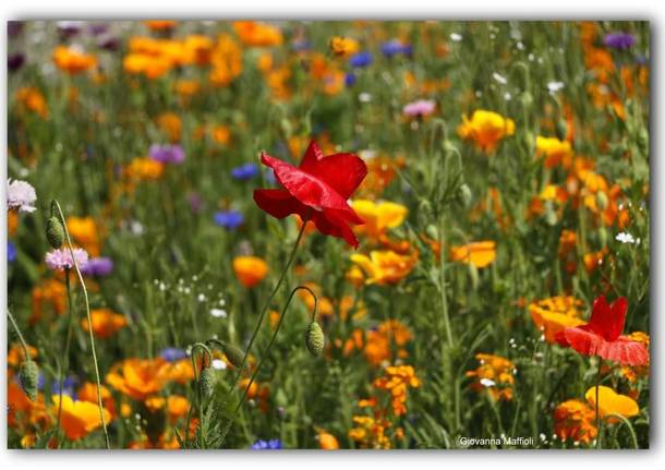 Il giardino fiorito ad Angero 