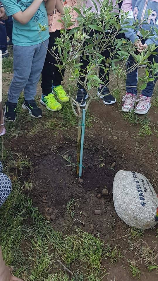 In dono alle scuole primarie di Saronno  piante di ulivo come simbolo di pace