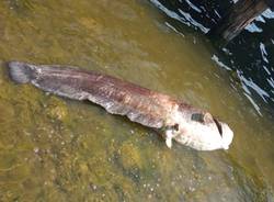 pesce siluro lago di varese