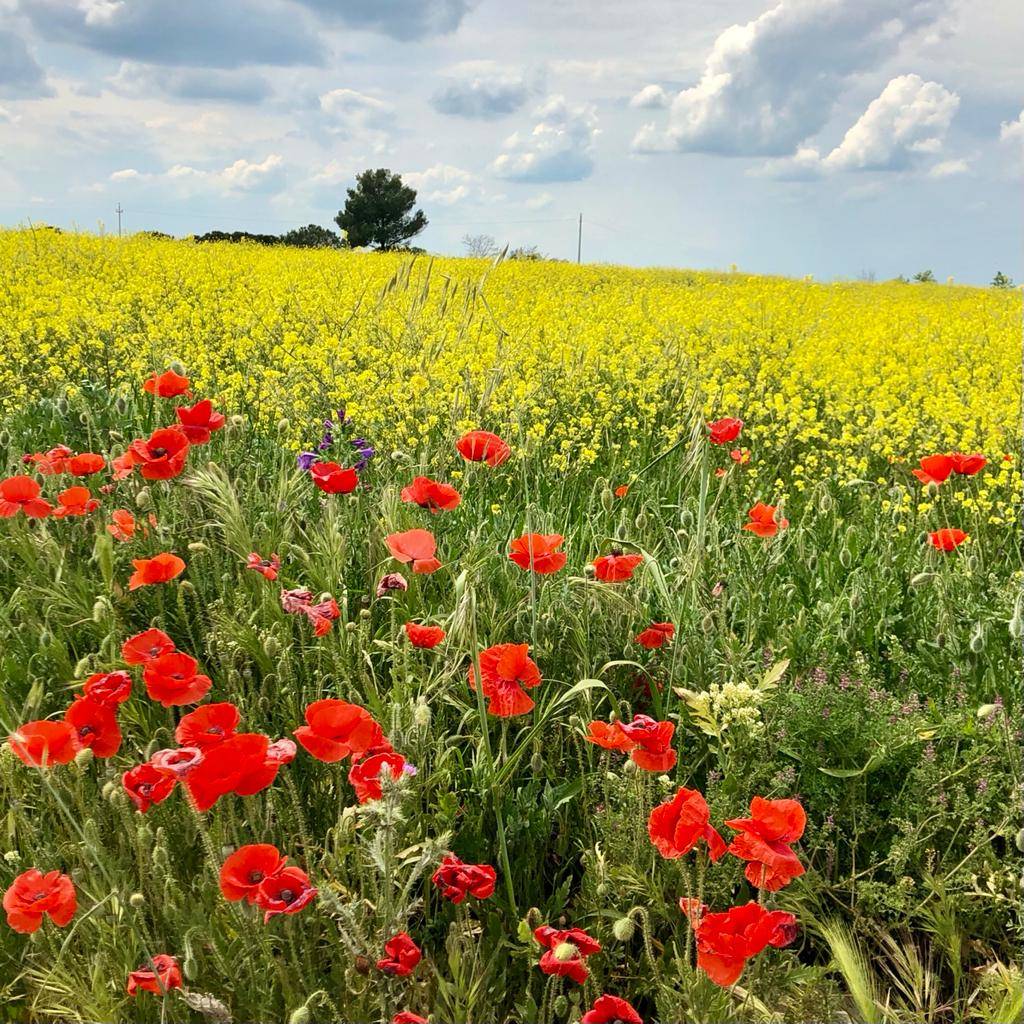 Quinta tappa del cammino Materano: Gravina in Puglia