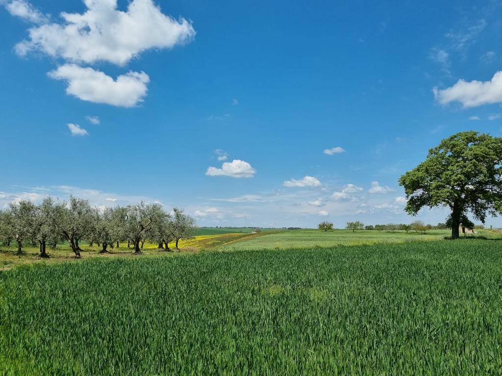 Quinta tappa del cammino Materano: Gravina in Puglia