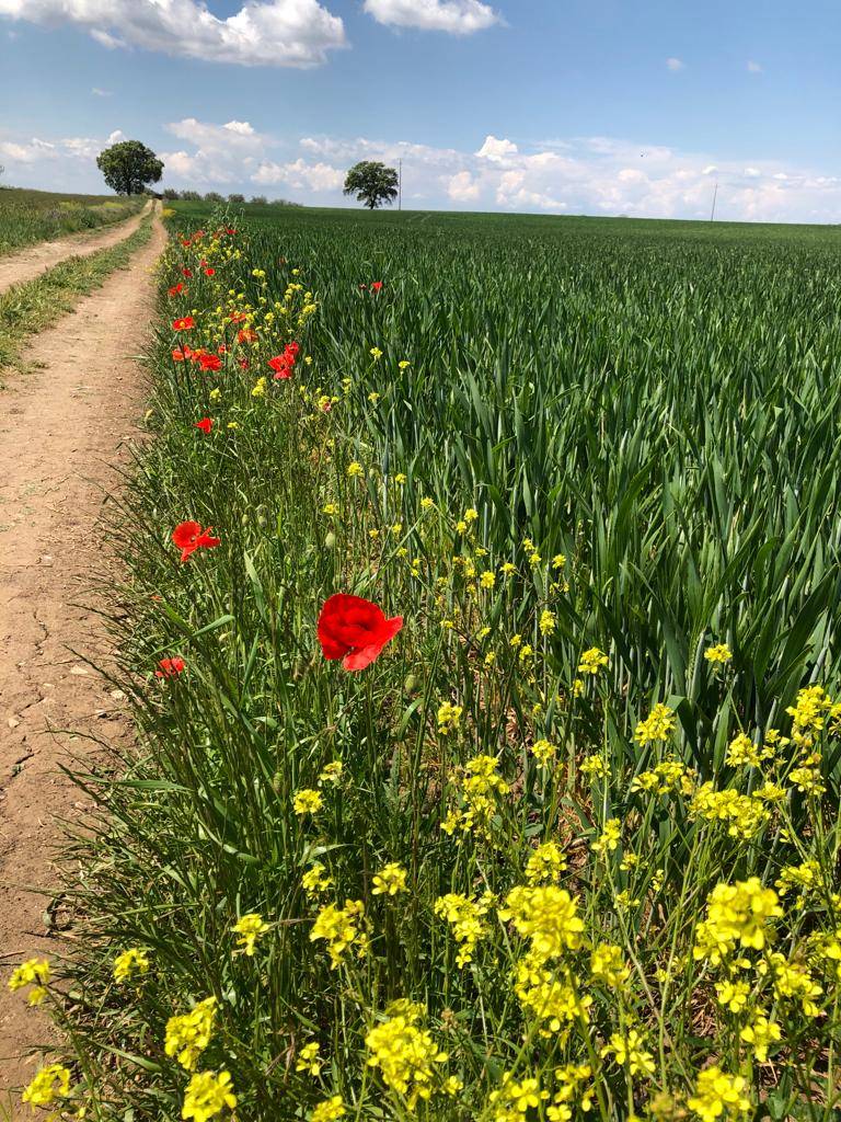 Quinta tappa del cammino Materano: Gravina in Puglia