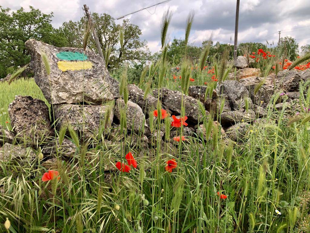 Tappa 4 del cammino Materano: l'arrivo ad Altamura