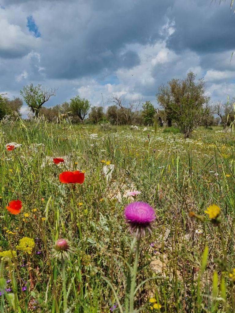 Tappa 4 del cammino Materano: l'arrivo ad Altamura