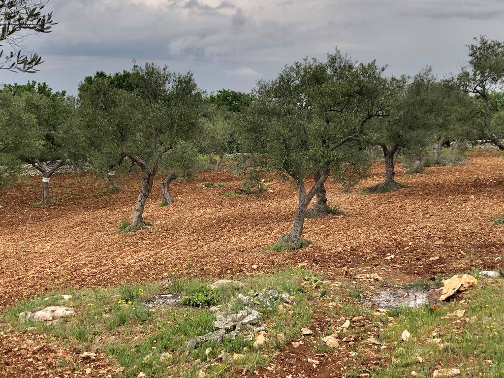 Terzo giorno del cammino Materano: da Cassano delle Murge a Santeramo in colle