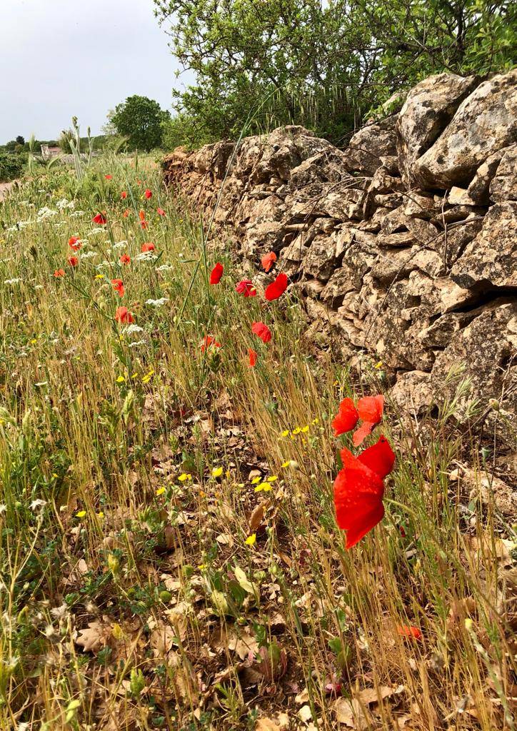 Terzo giorno del cammino Materano: da Cassano delle Murge a Santeramo in colle