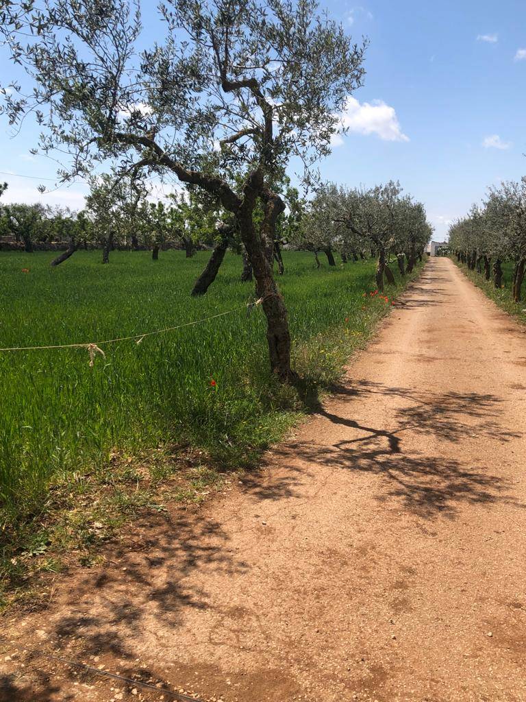 Terzo giorno del cammino Materano: da Cassano delle Murge a Santeramo in colle