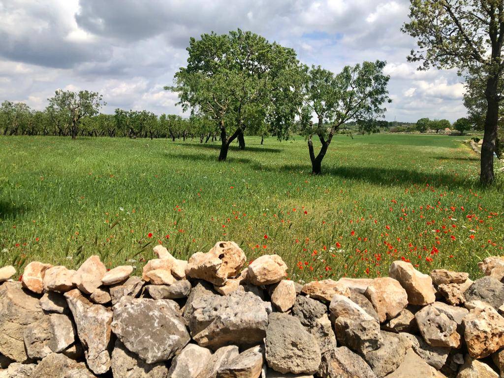 Terzo giorno del cammino Materano: da Cassano delle Murge a Santeramo in colle