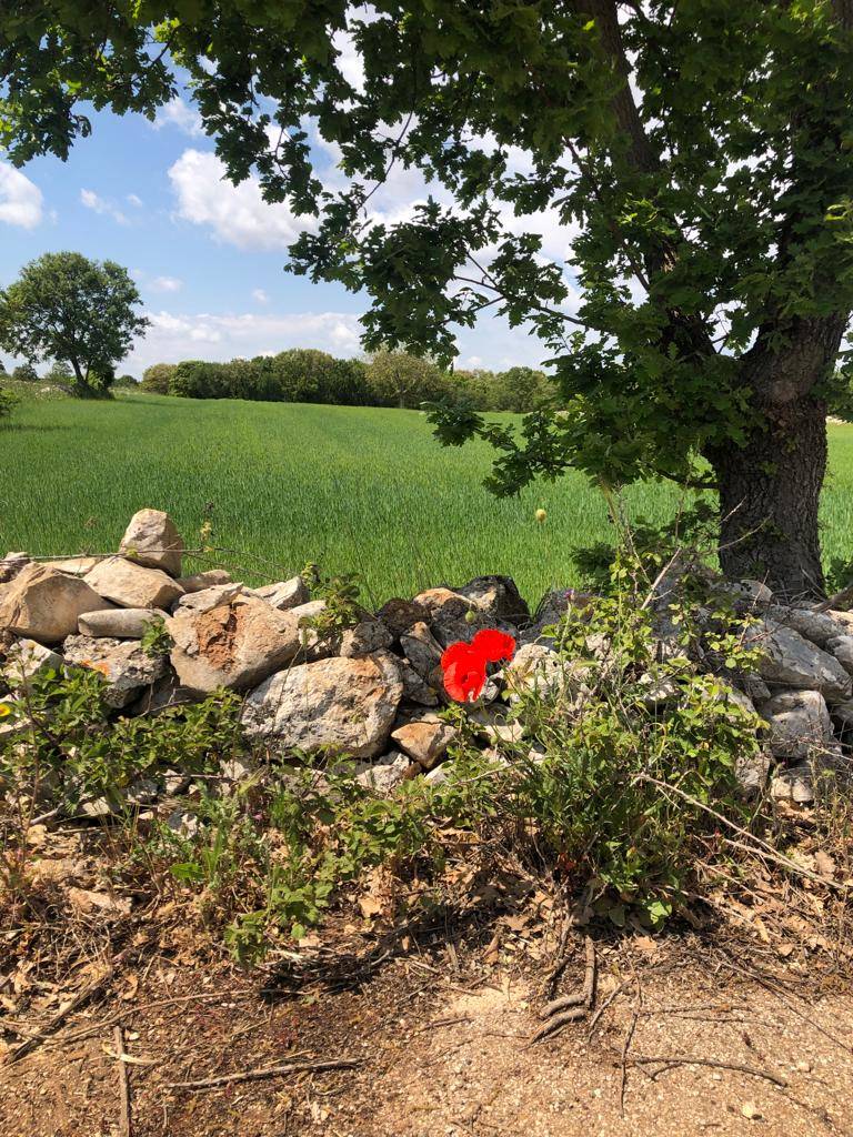 Terzo giorno del cammino Materano: da Cassano delle Murge a Santeramo in colle