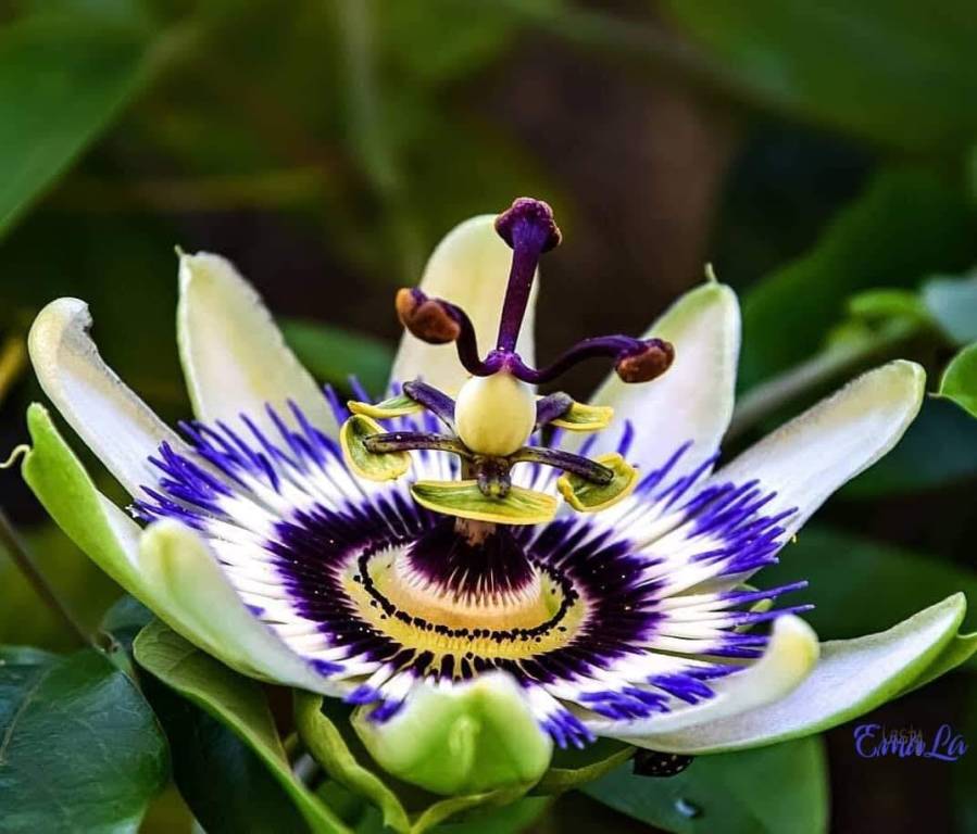 passiflora 