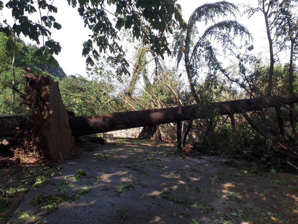 Sradicato un albero davanti alla chiesa di Caravate