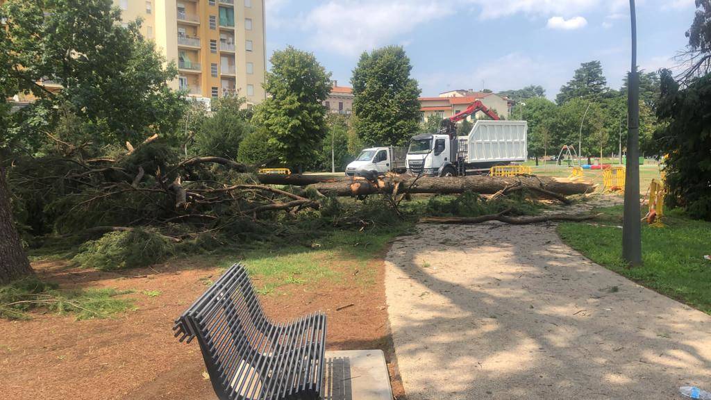 Il Cedro centenario del parco Borsellino a Legnano