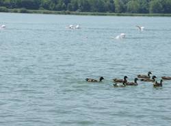 Lago di Varese, la traversata da Bodio alla Schiranna