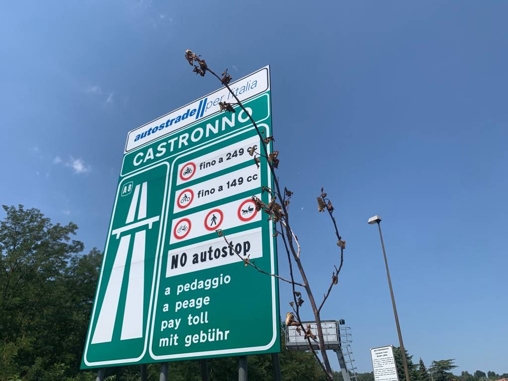 Nuovi alberi morti autostrada A8