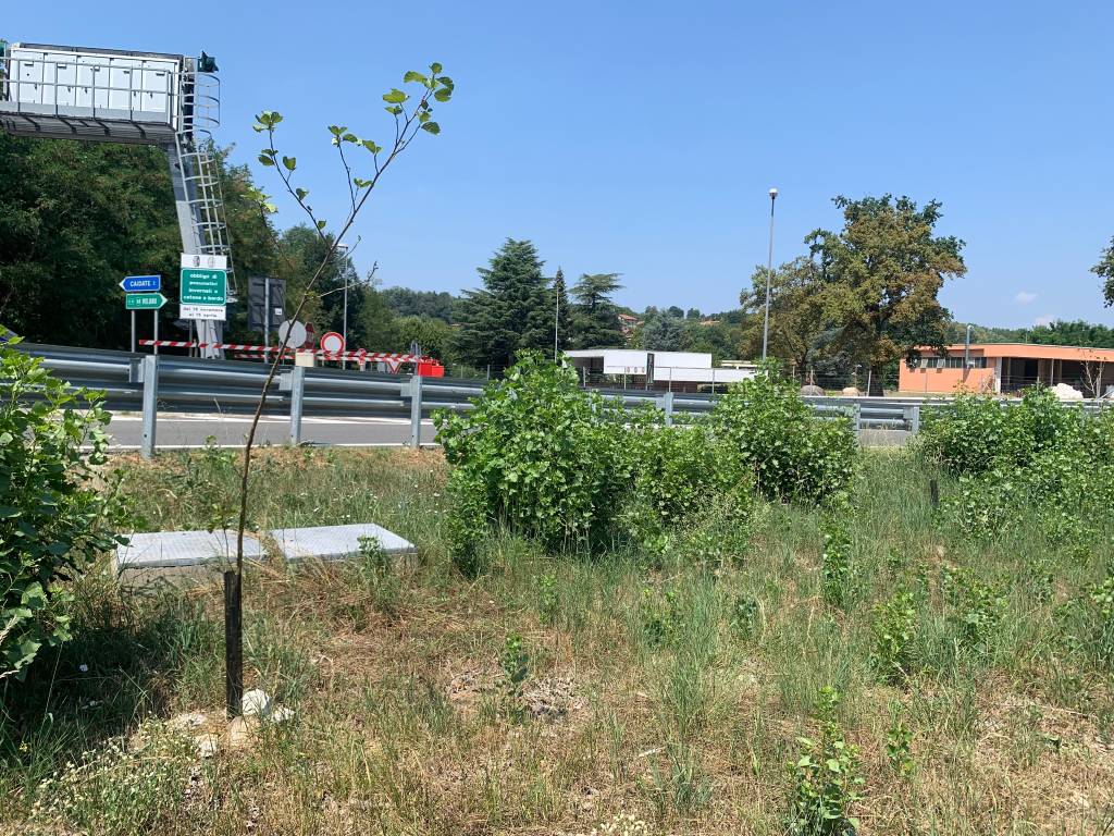 Nuovi alberi morti autostrada A8