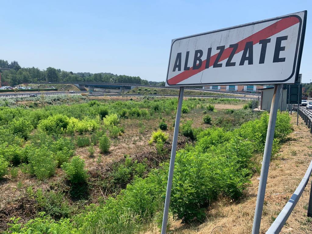 Nuovi alberi morti autostrada A8