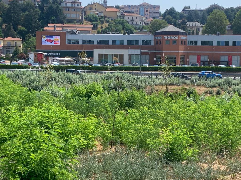 Nuovi alberi morti autostrada A8