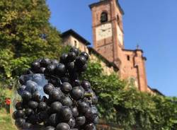 vino collegiata castiglione olona vigne