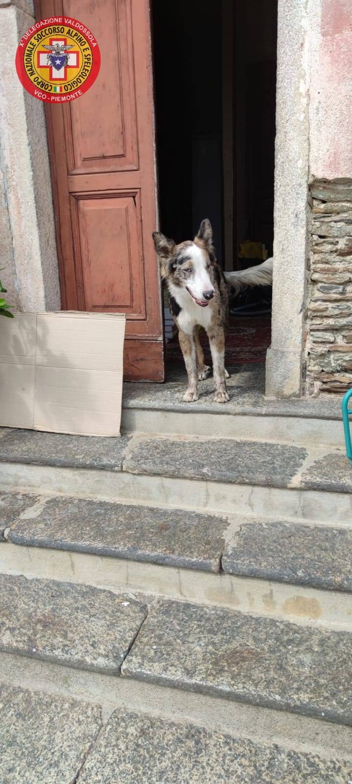 Il salvataggio del cane Otto