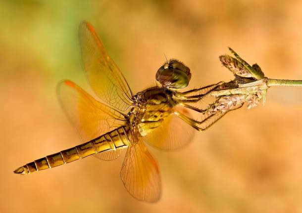 libellula