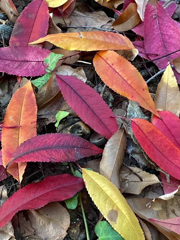 I meravigliosi colori dell’autunno