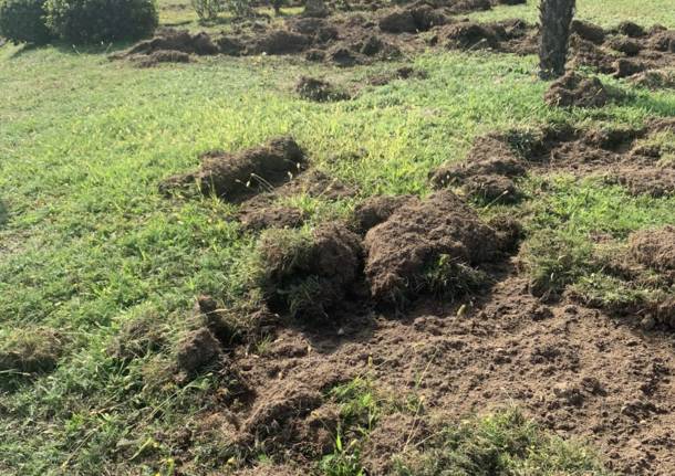 Le devastazioni dei cinghiali a Cuasso al Monte