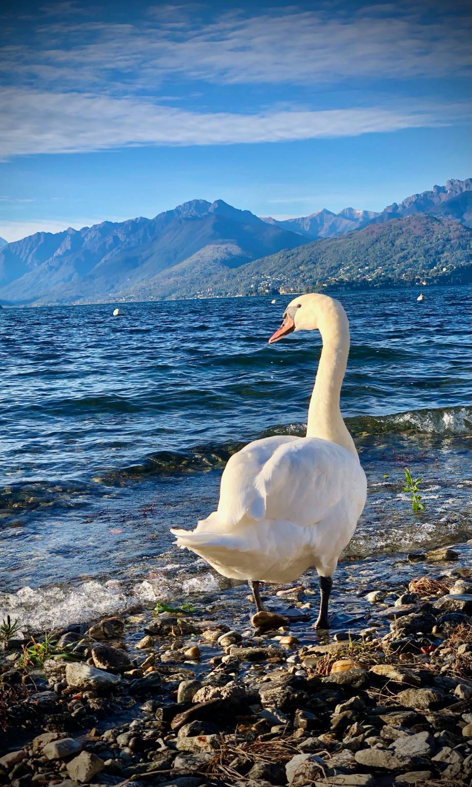 cigni lago maggiore federica stona