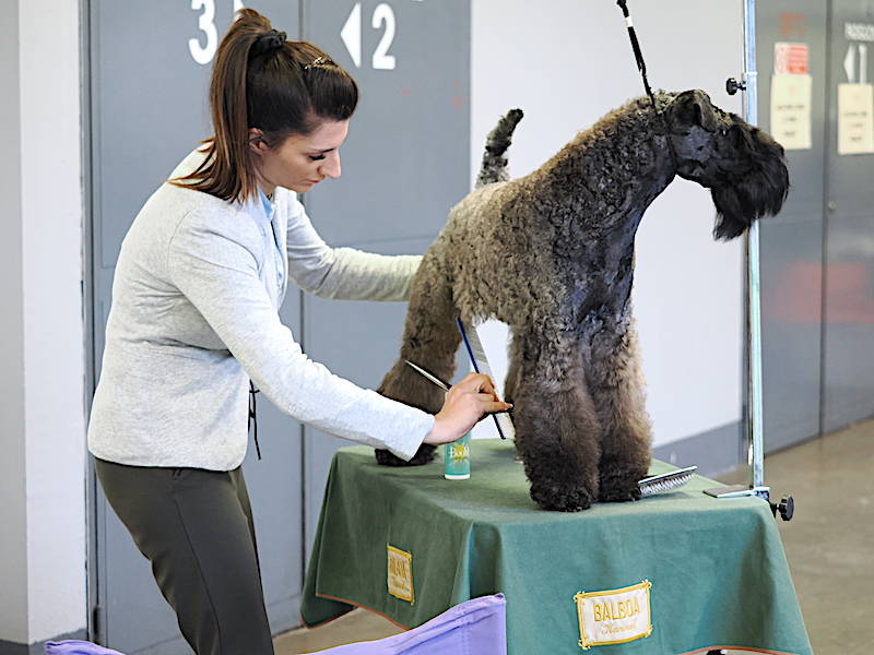 Esposizione internazionale Insubria Winner a MalpensaFiere di Busto Arsizio 