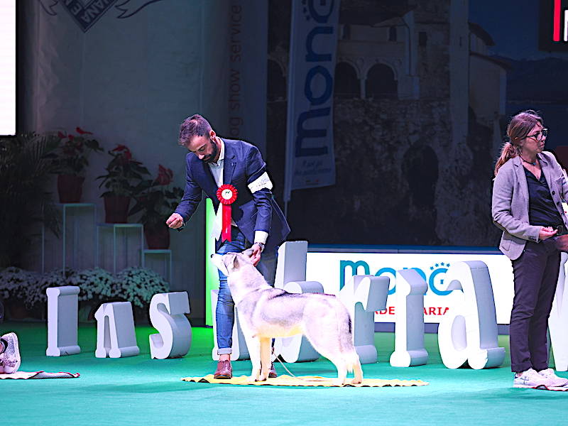 Esposizione internazionale Insubria Winner a MalpensaFiere di Busto Arsizio 