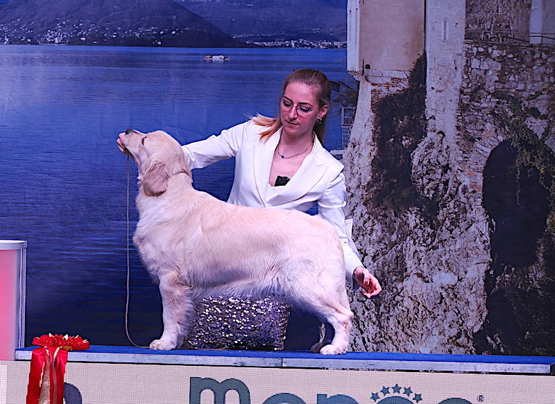 Esposizione internazionale Insubria Winner a MalpensaFiere di Busto Arsizio 