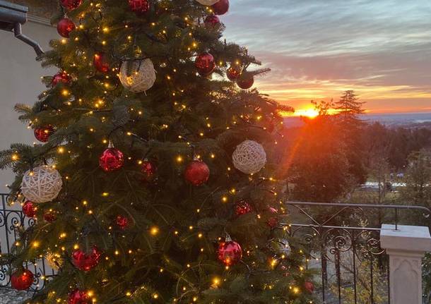 Fito-Consult - Albero di Natale
