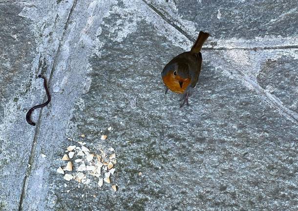 Un pettirosso che fa colazione 