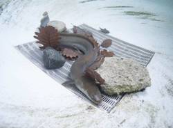 anguille nel parco del ticino 