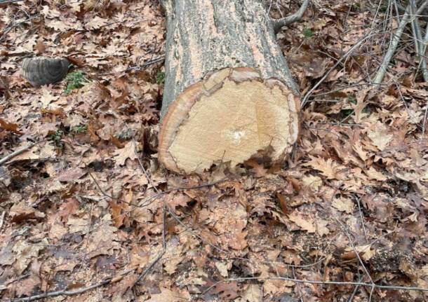 Quercia abbattuta a Casciago, botta e risposta tra ambientalisti e Comune