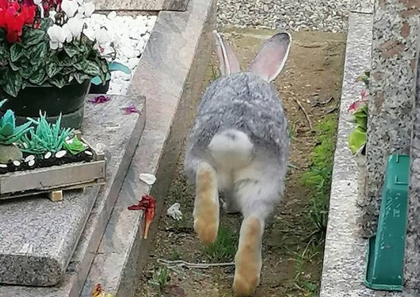 Gruppo Conigli di Alice nel Paese delle Meraviglie