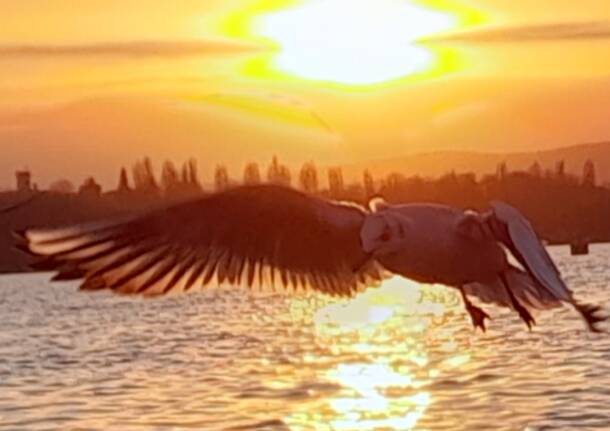 I gabbiani del Lago di Varese