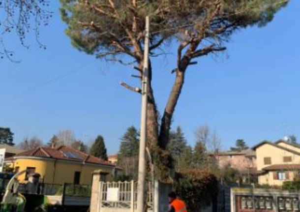 pino tagliato in via San Giovanni Bosco