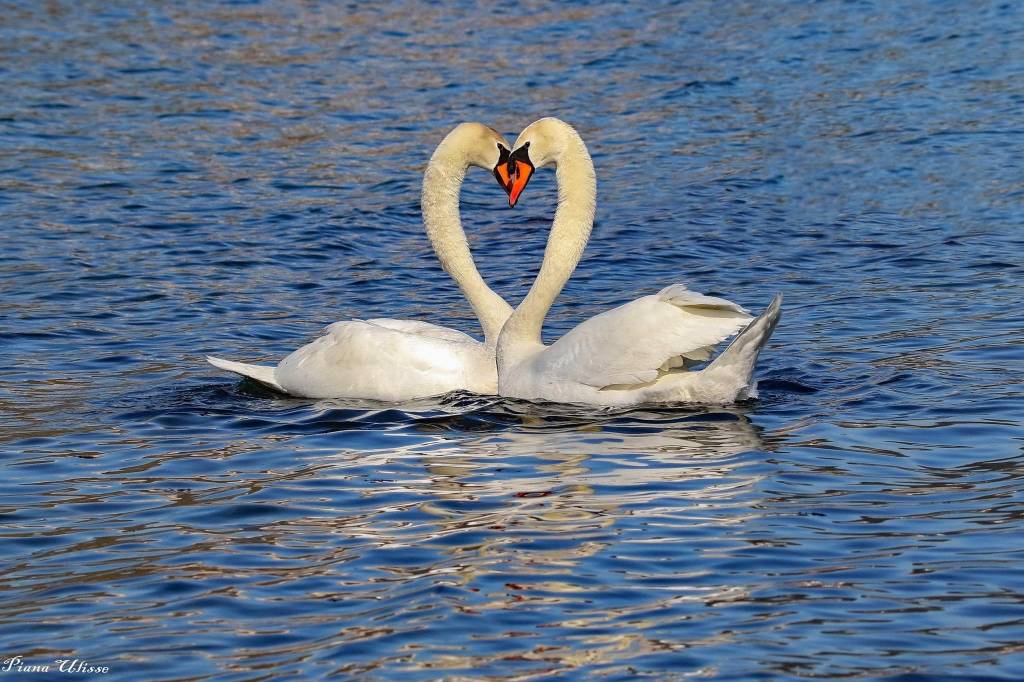 san Valentino 