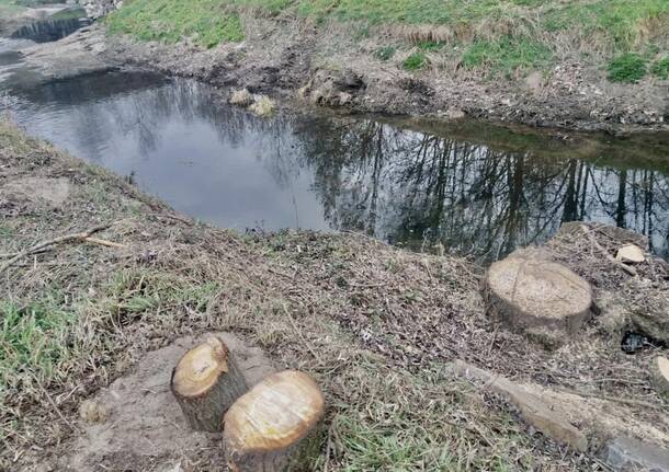 taglio alberi fiume olona fagnano