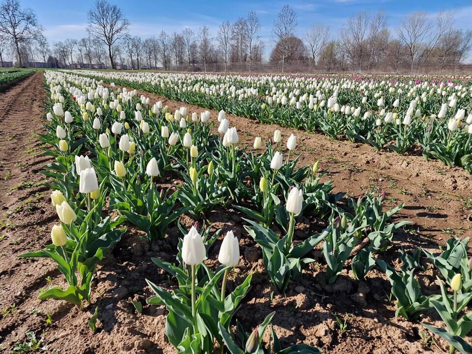 Arese si tinge di colori primaverili con l'apertura del campo di tulipani sabato 18 marzo