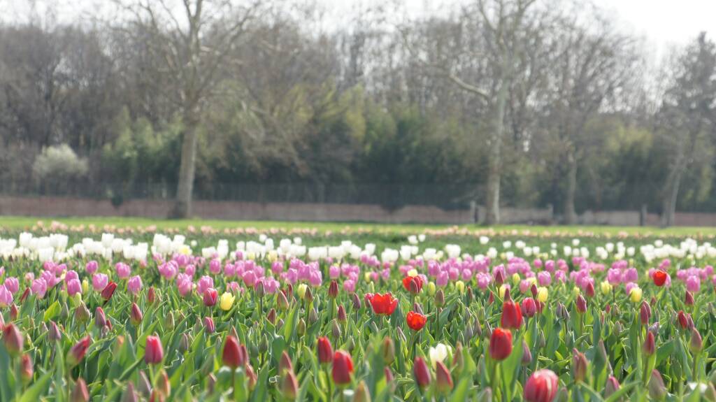 Arese si tinge di colori primaverili con l'apertura del campo di tulipani sabato 18 marzo