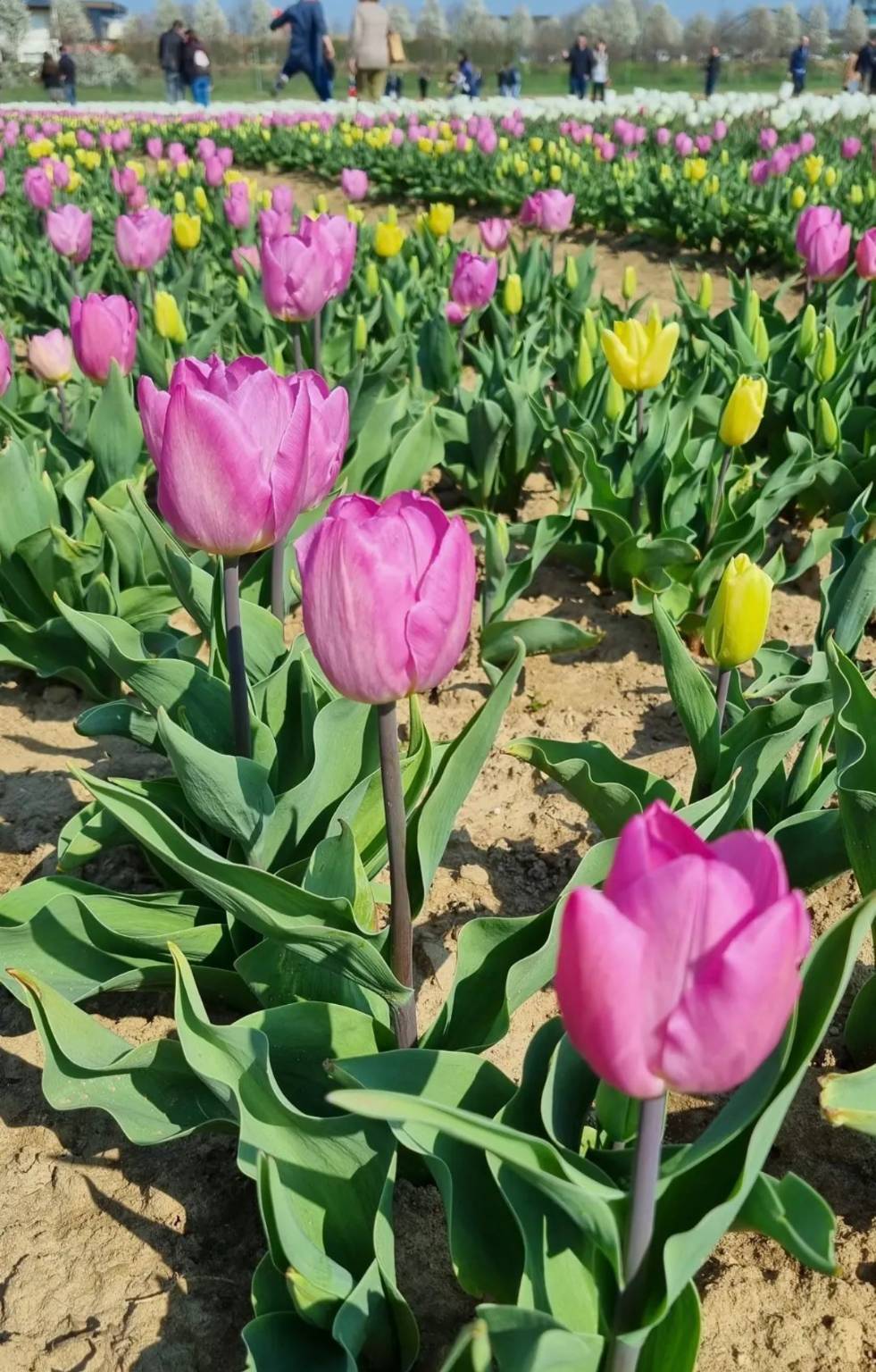 Campo tulipani Arese