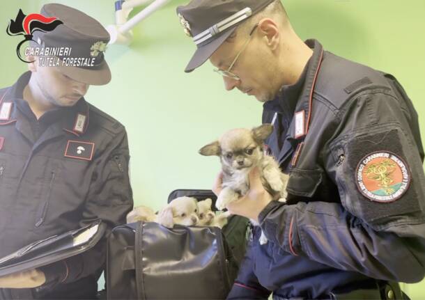 Cani sequestrati dai carabinieri forestali