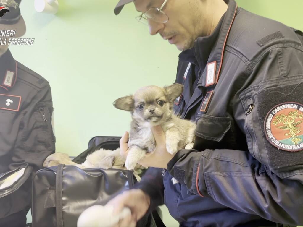 Cani sequestrati dai carabinieri forestali