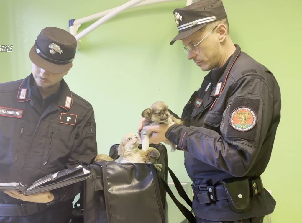 Cani sequestrati dai carabinieri forestali