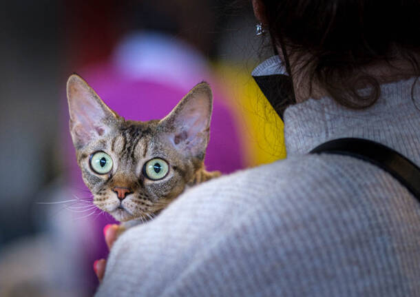 Gatti esposizione carnago