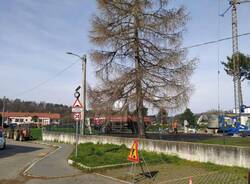 taglio alberi scuola castelseprio