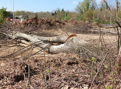 abbattimento alberi casorate sempione ferrovia malpensa