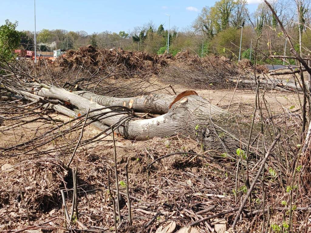 abbattimento alberi casorate sempione ferrovia malpensa