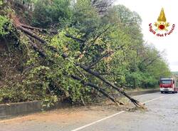 Alberi caduti in via Macchio a Premezzo 